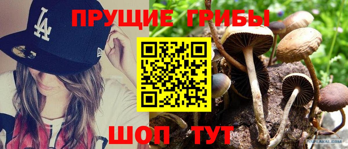 Кимры  Псилоцибиновые грибы Magic Shrooms  Вход с VPN 